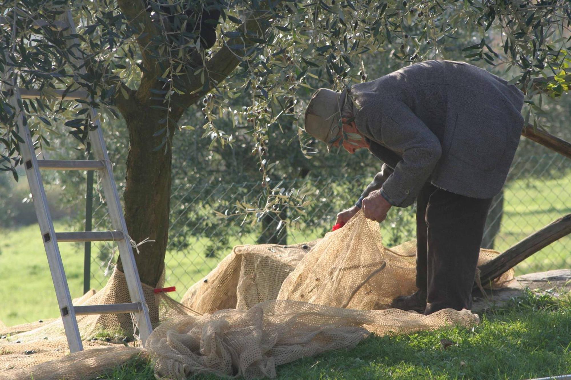Agriturismo Le Ceregne Bio Pieve Santo Stefano Eksteriør billede